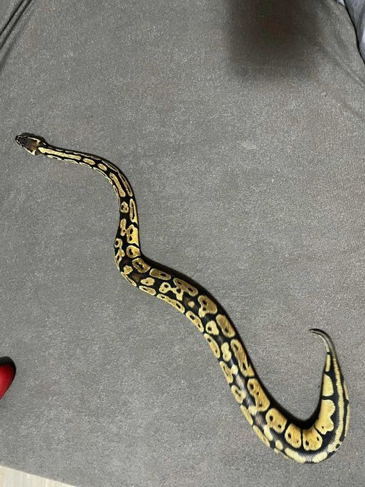 Wąż pastel samica
