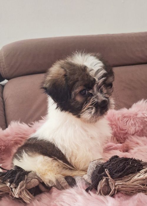 Piekny chlopczyk Shih Tzu Cacko czeka na dom