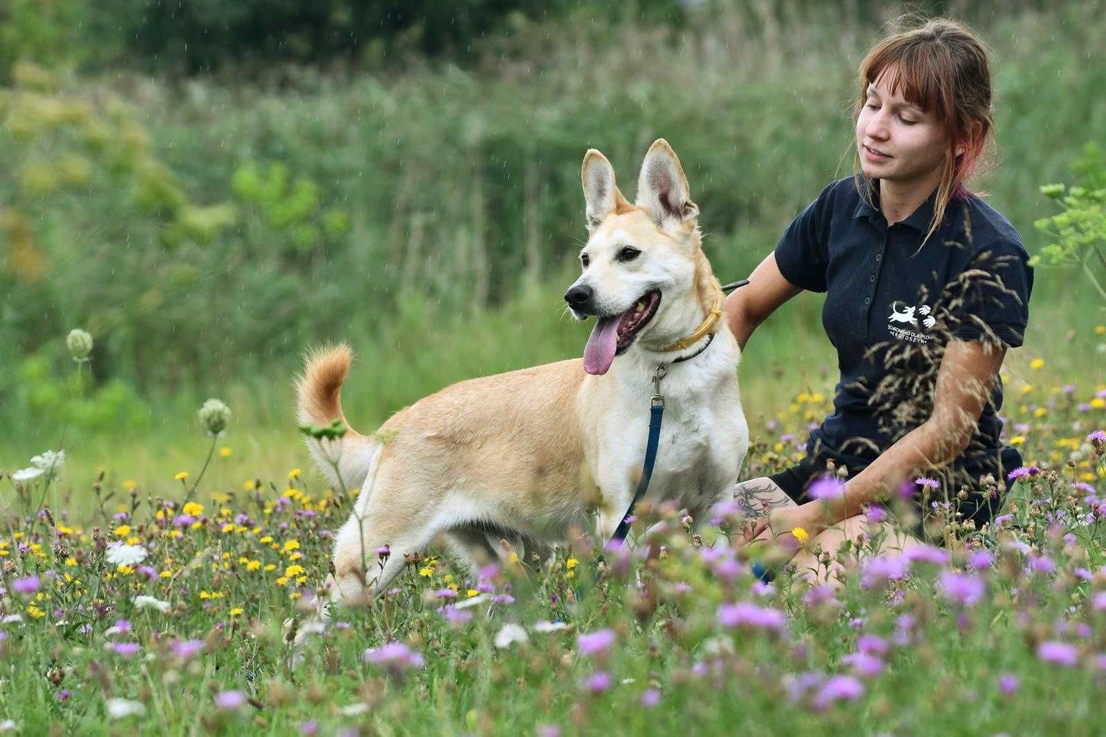 Leoś szuka domu, pies, w typie labradora