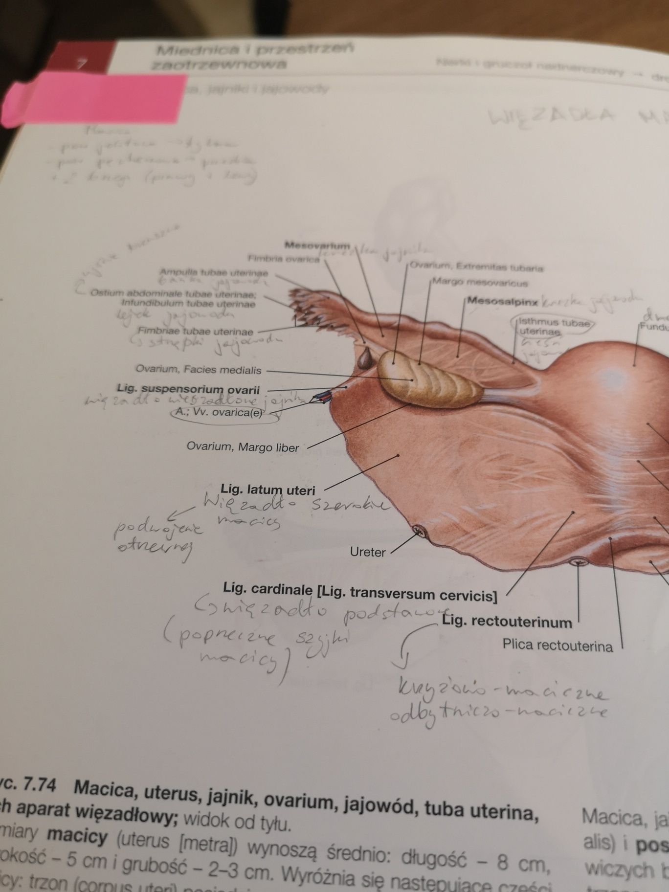 Sobotta atlas anatomii człowieka