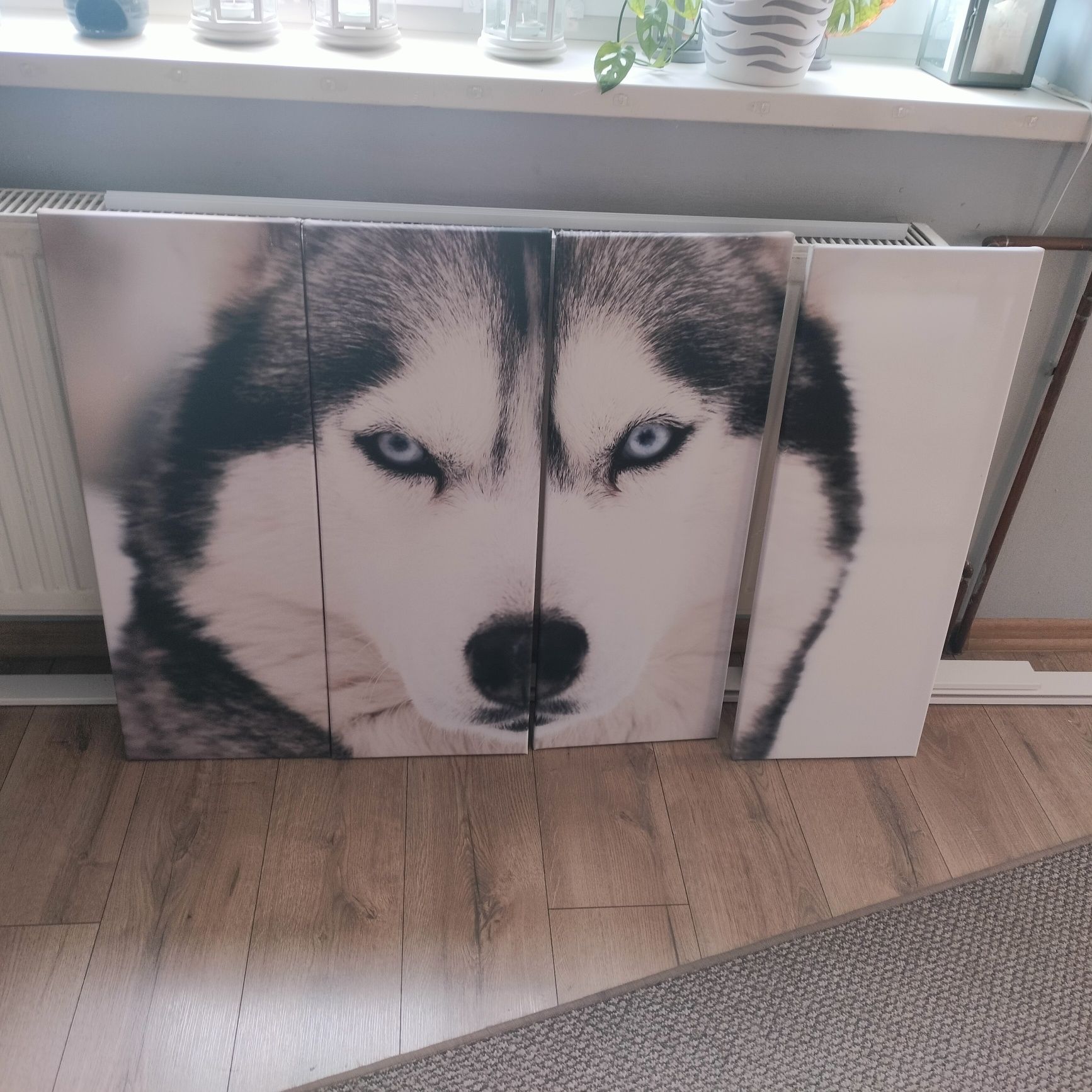 Obraz Syberian Husky