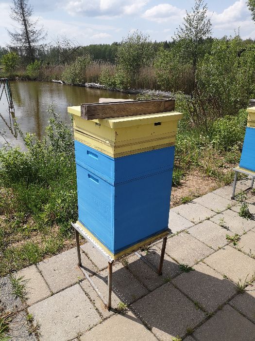 Ule z pszczołami Czarna Białostocka