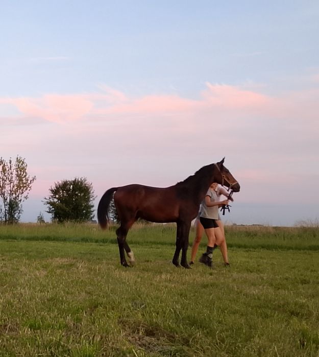 Ogierek 1,5 roku WLKP