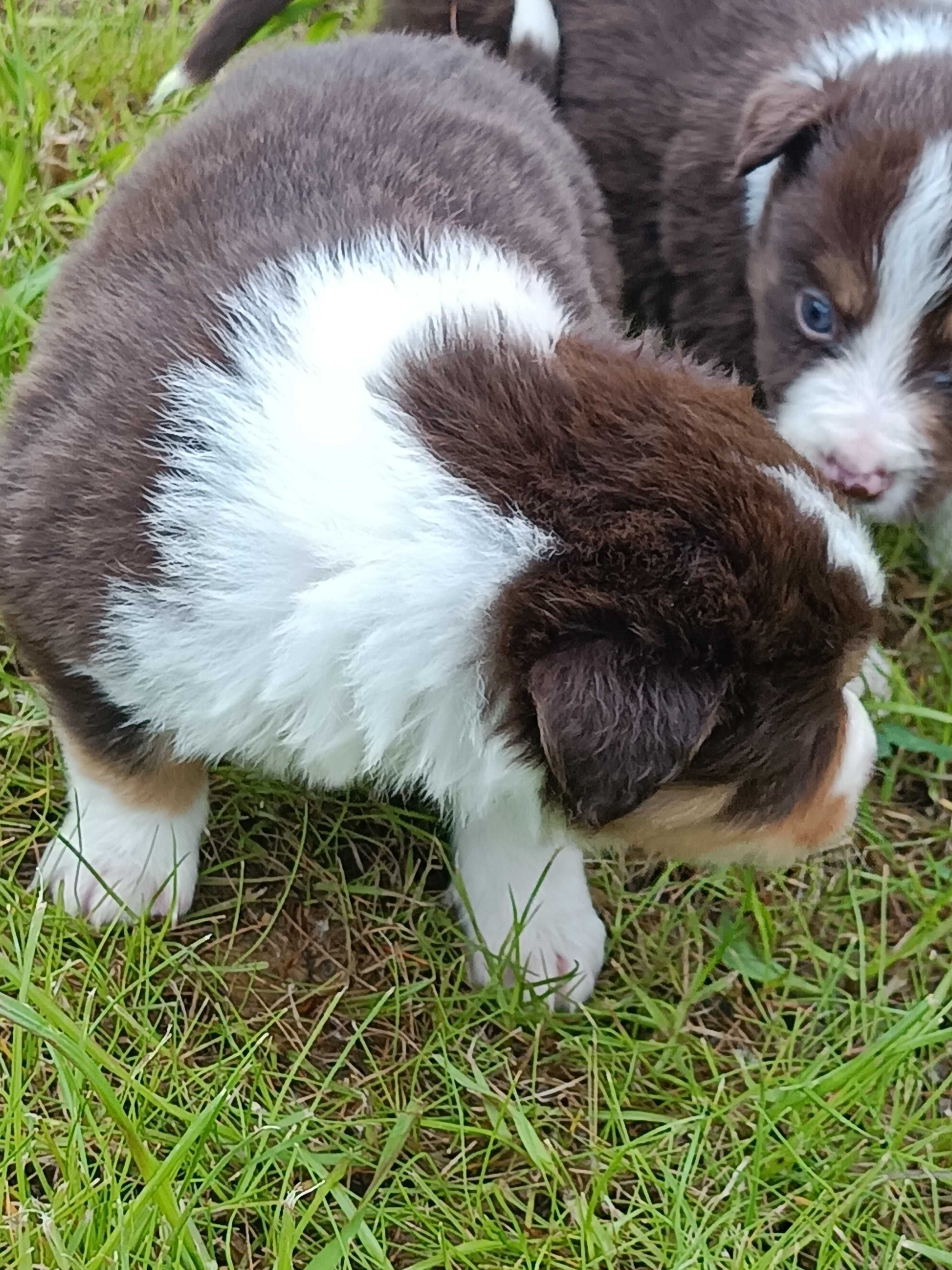 Border Collie- PIESKI