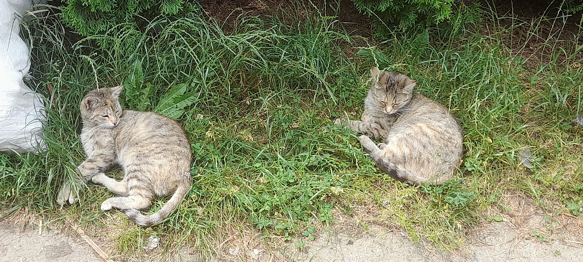 Oddam kocięta w dobre ręce