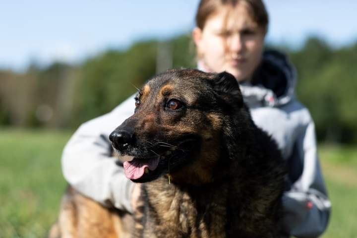 Bure psisko o imieniu WERON czeka na swojego człowieka!