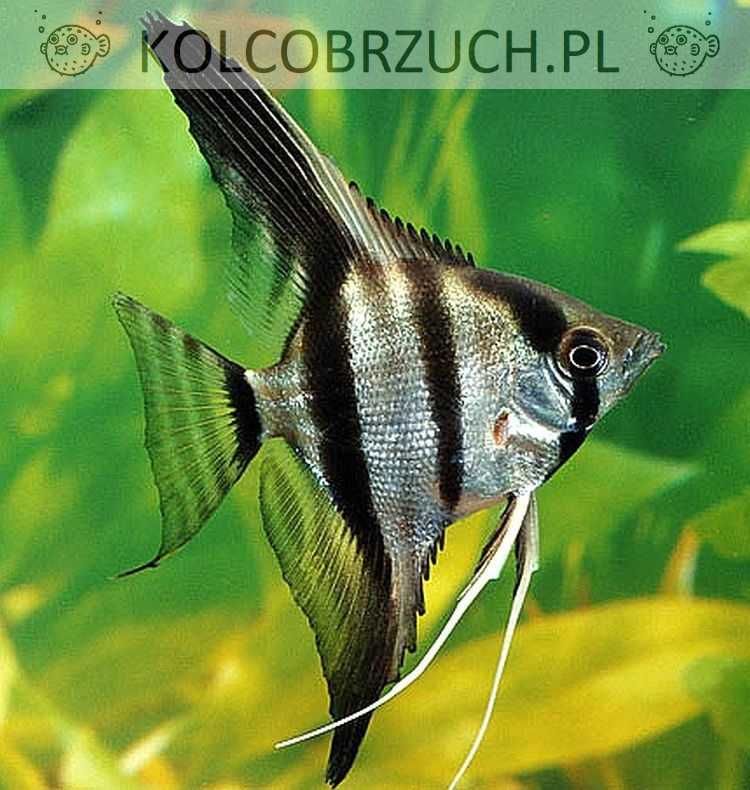 Żaglowiec skalar - Pterophyllum scalare - dowozimy, wysyłamy