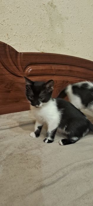 Кошенята в добрі руки