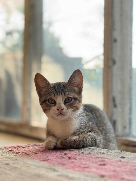 Кошенят в добрі руки