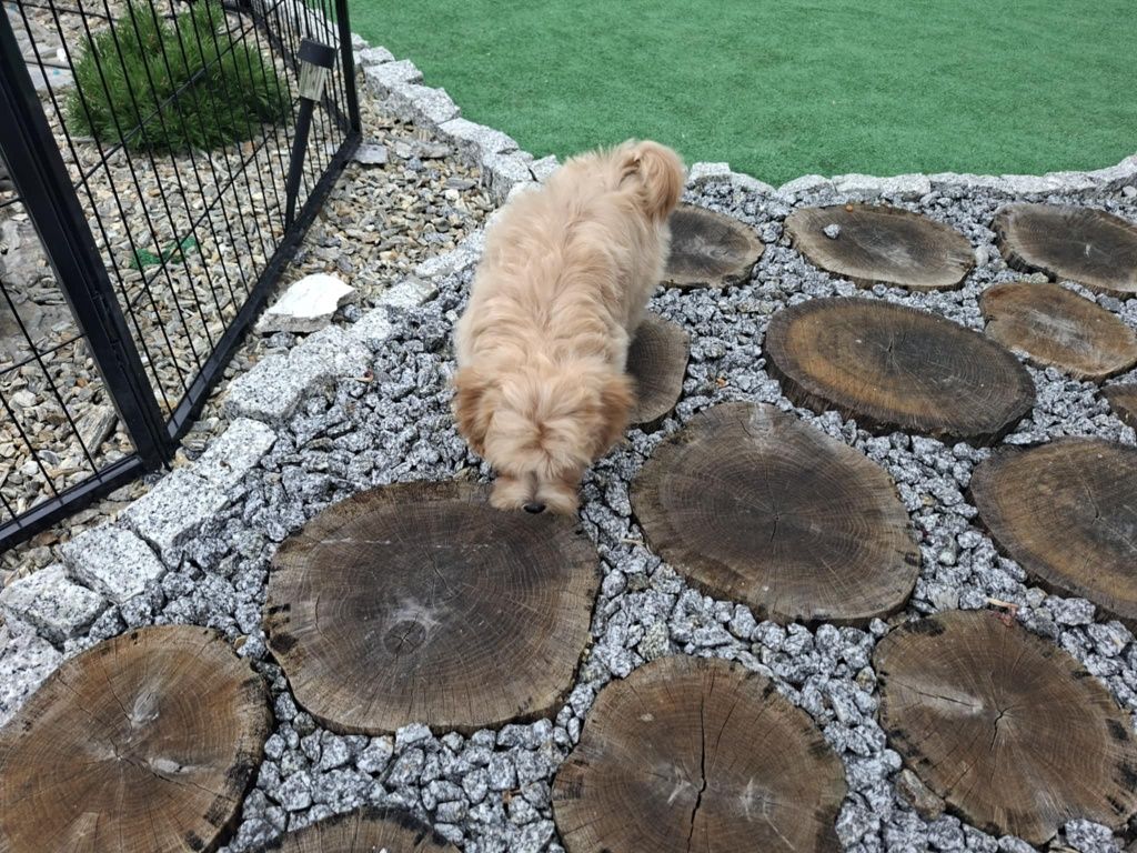 Suczka maltipoo z metryką