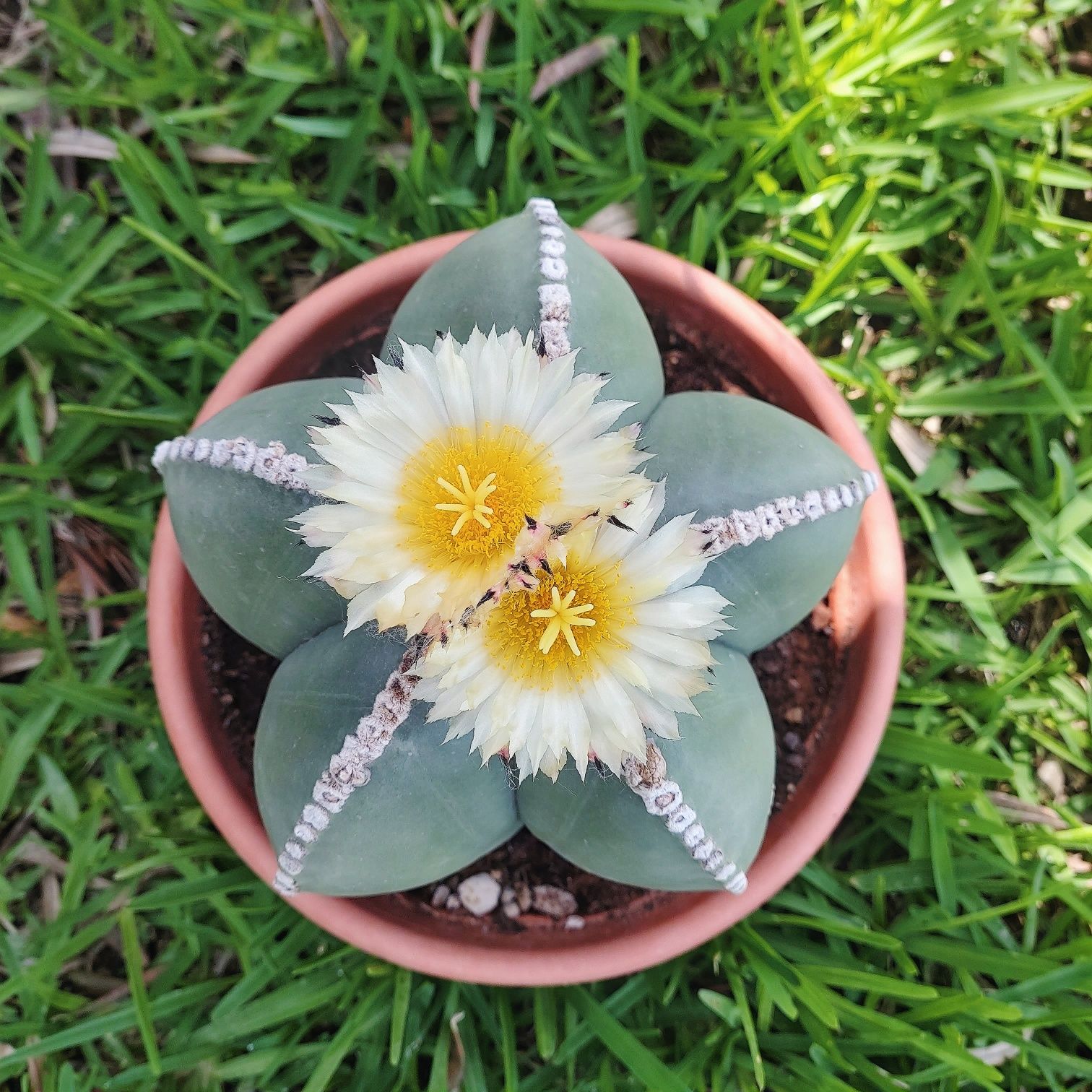 Насіння кактусів Astrophytum myriostigma nudum. Кактус Астрофітум