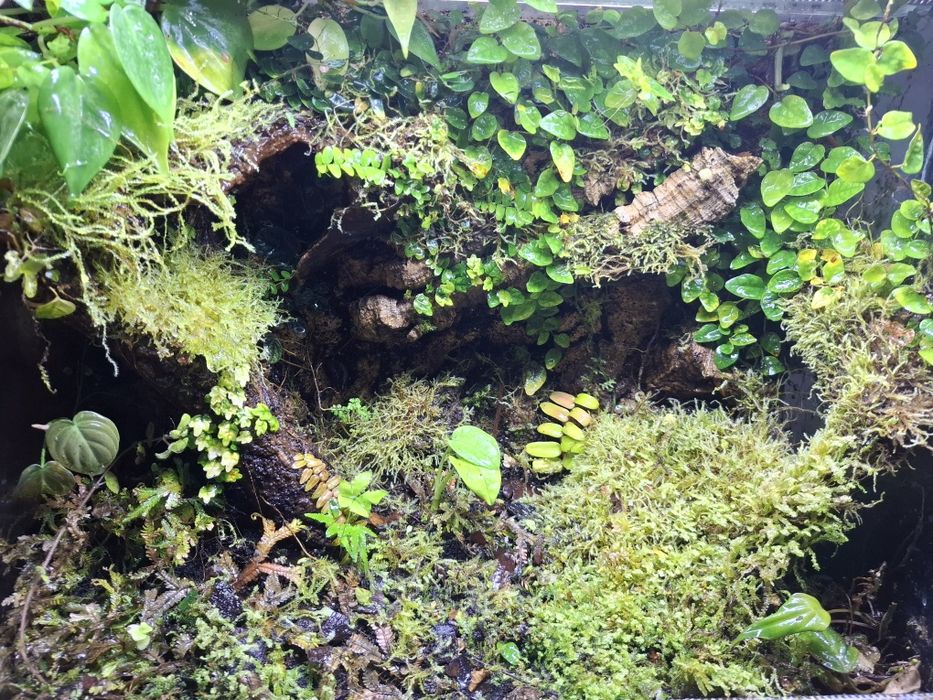 Terrarium dla drzewołazów