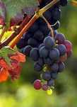 Vendo uvas brancas e tintas para vinho (kg)