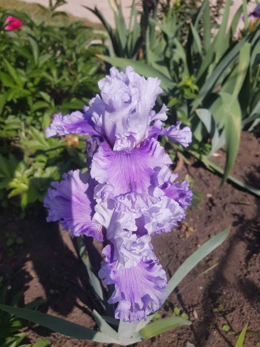 сортові  квіти  іриси, кала, лілейники  та флокс з особистої колекції.