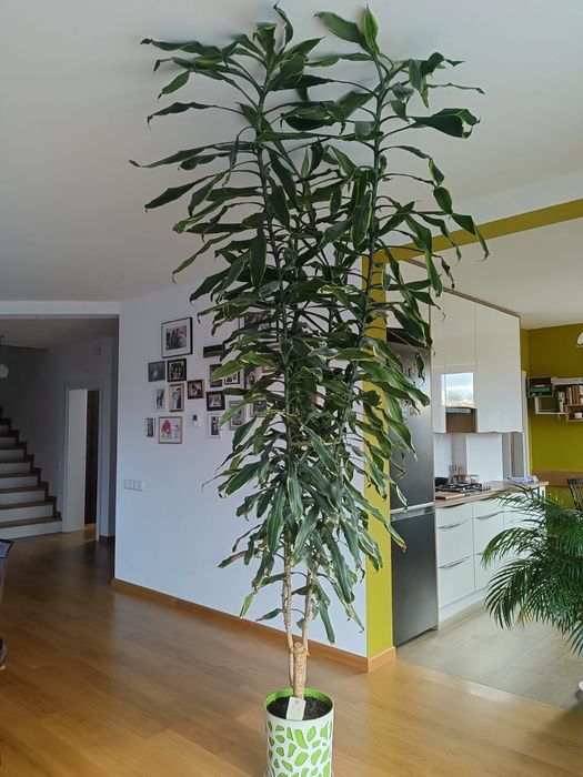 Dracena Golden Coast, wys.2,5m, duży, wysoki kwiat