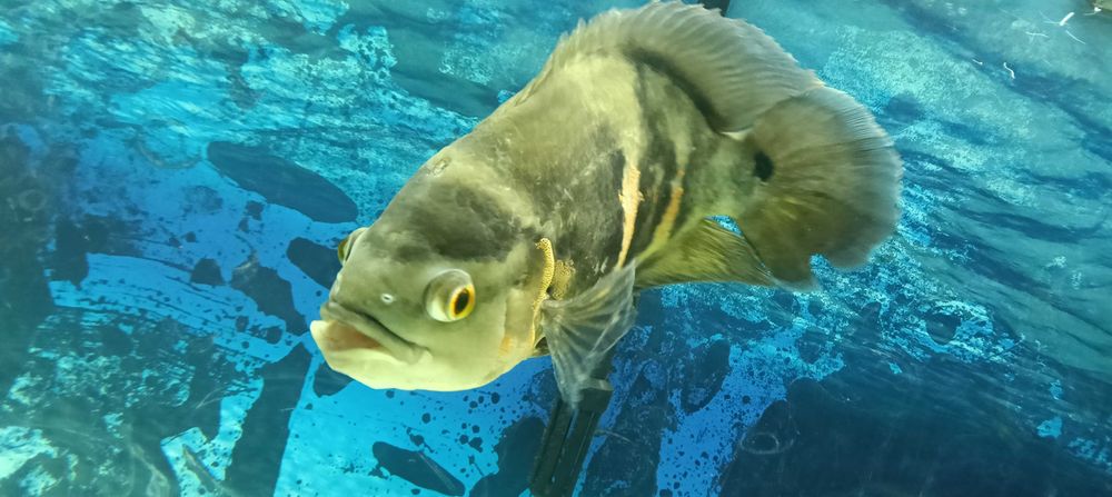 Oscar para troca / venda