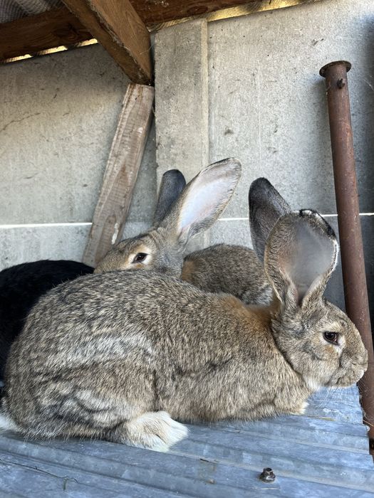 Samczyki olbrzym belgijski, bos