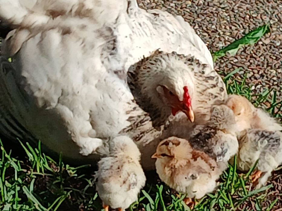 Galinhas e Galos  disponivel