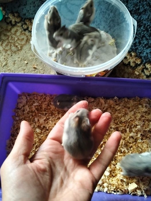 Хом'ячки джунгарики