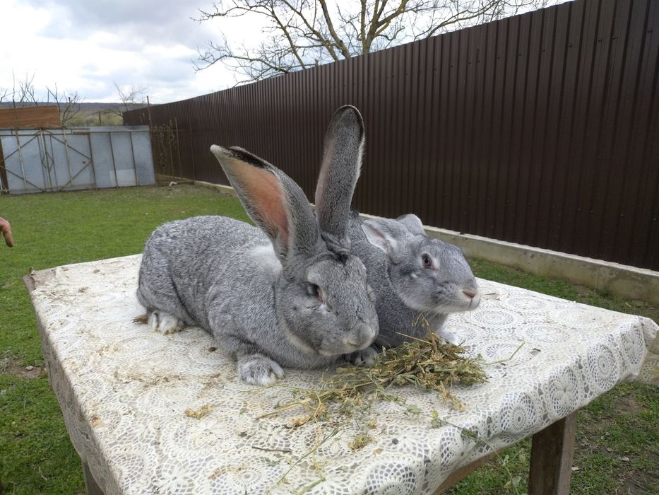 Кролики Совєтська шиншила