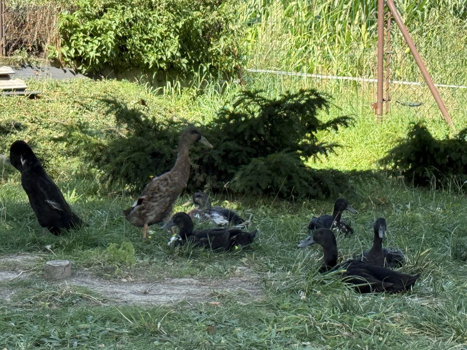 Kaczki i kaczory Biegus Indyjski