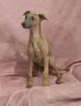 Chart angielski whippet-suczka