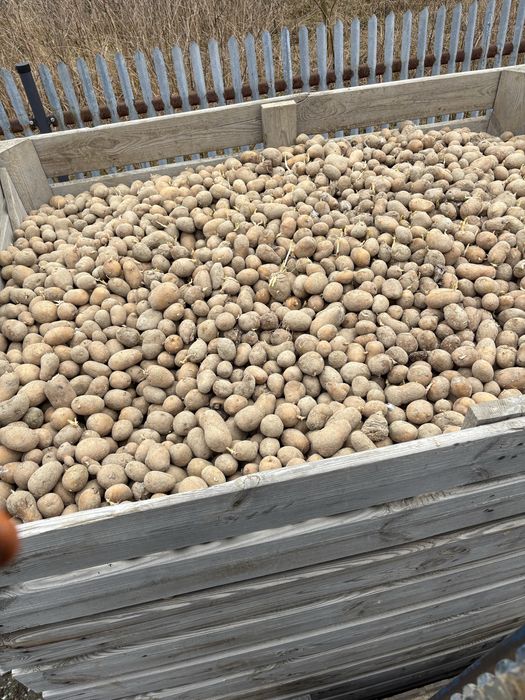 Sprzedam ziemniaki odpadowe