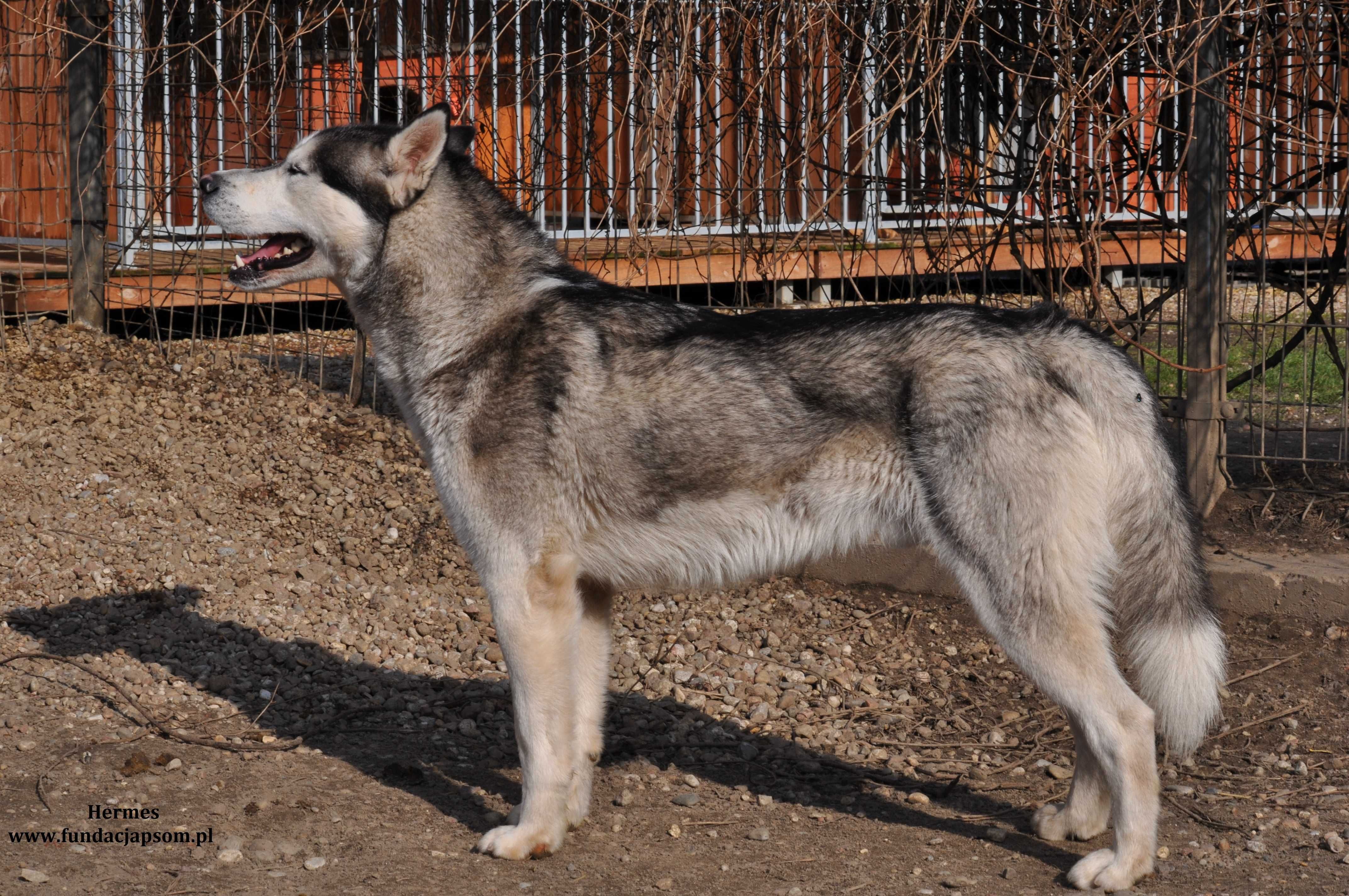 Hermes - piękny pies w typie husky