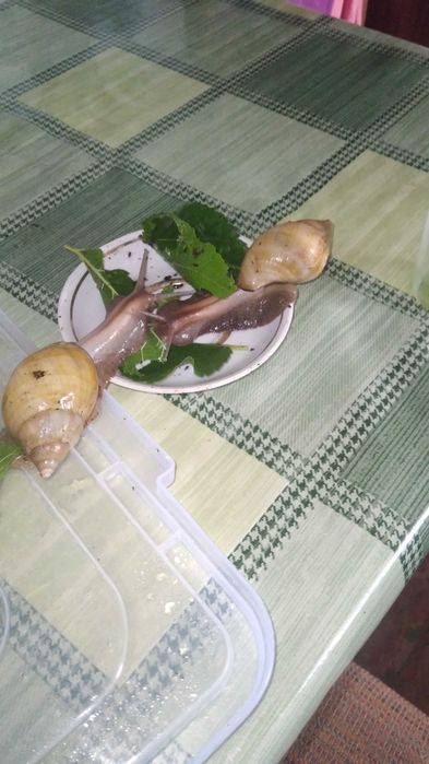 Продам улиток Ахатин