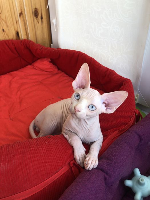 Девочка  голубоглазая