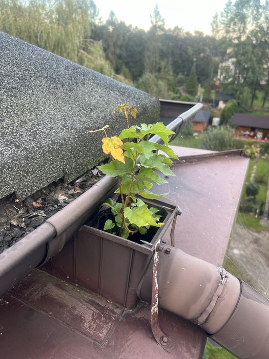 RYNNY - czyszczenie, udrażnianie rynien, szybka realizacja