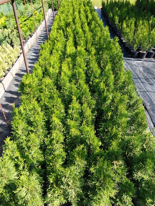 Туя Смарагд 45-50 см у горщику 2 л; ялинки, ялівці, сосни, хвойні росл