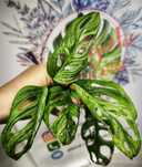 Monstera adansonii indonesian marble variegata