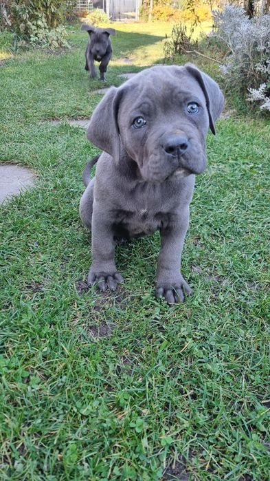 Cane Corso piękna suczka