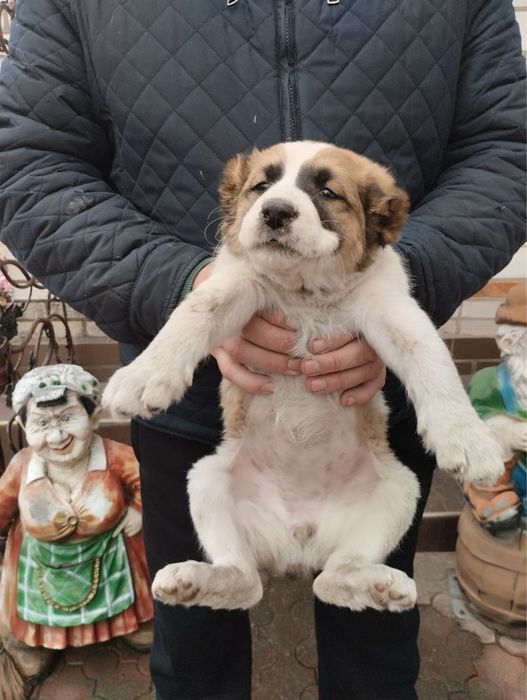 Продам щенят Алабая