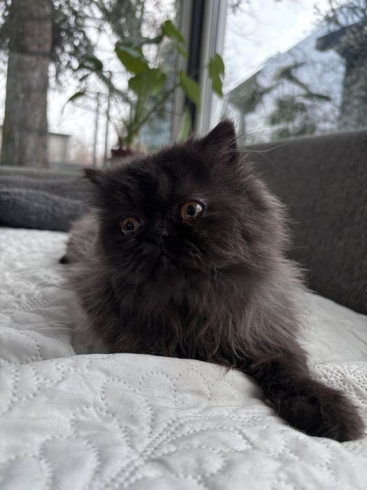 Czarno-szara kotka perska