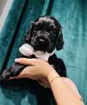 Śliczna suczka Cocker Spaniel Angielski z Rodowodem