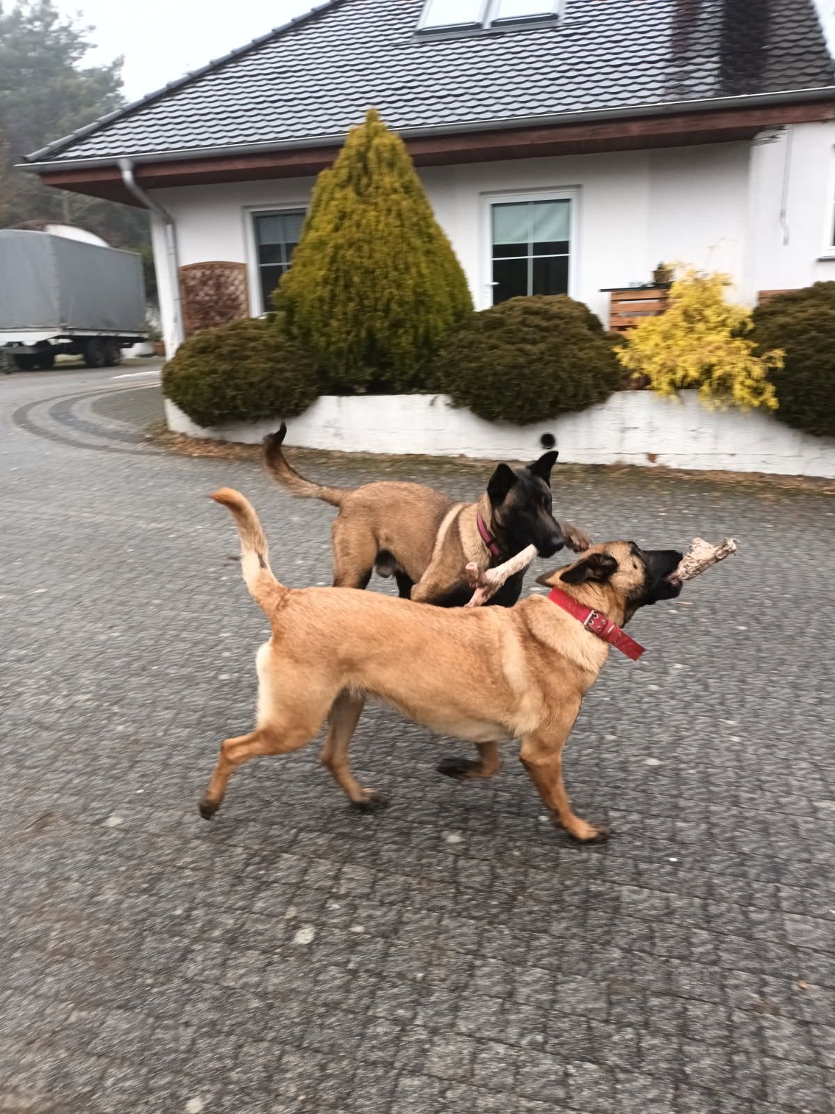 Owczarek belgijski malinois