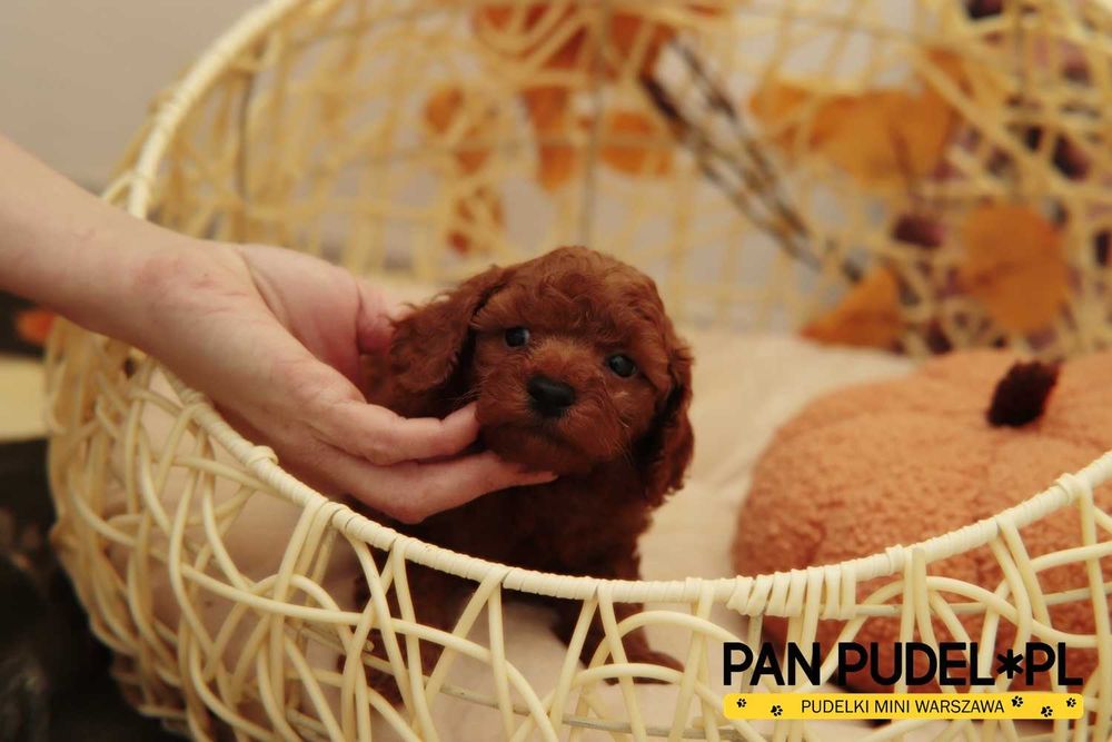 Pudel Toy/Mała Miniaturka Słodki Piesek Red Brown Ciemny Już Odbiór