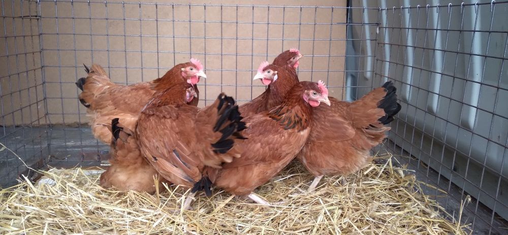 Nioski Leghorn 24 tygodnie! Wysyłka od 10 sztuk.