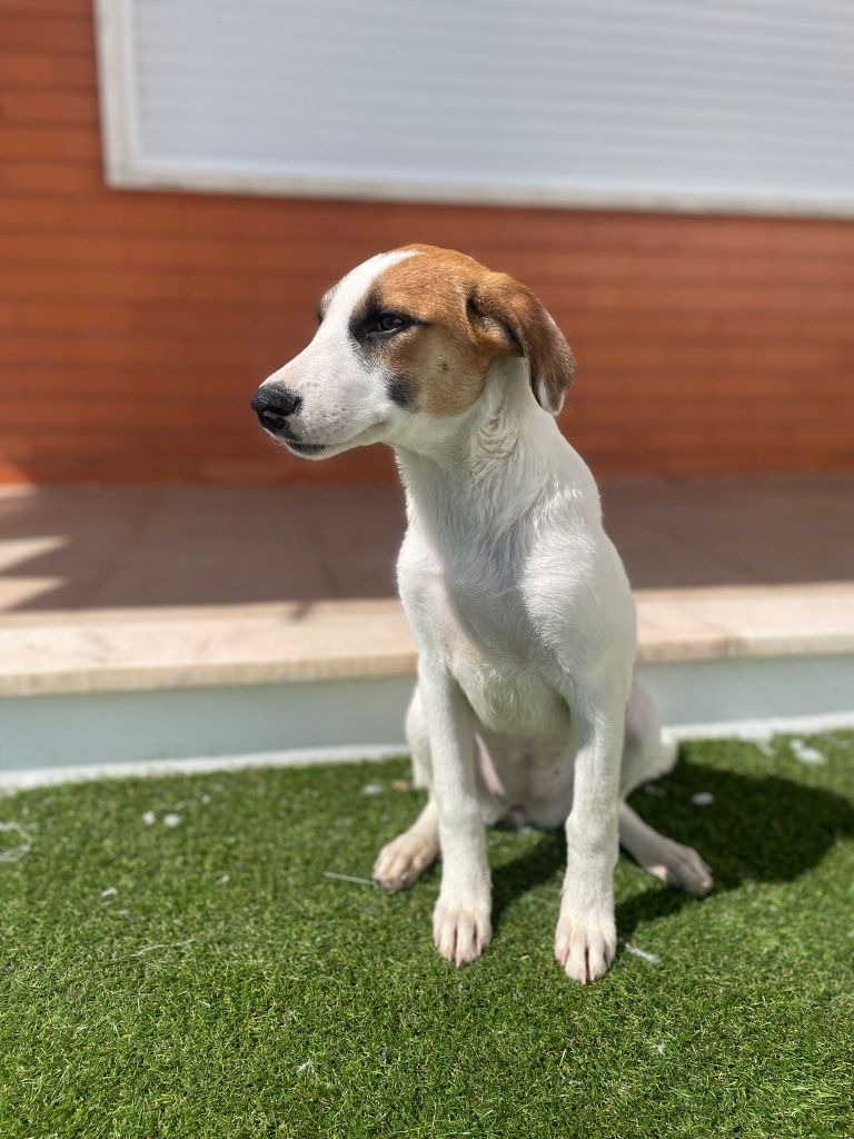 Ervilha - cachorra de 3 meses para adoção