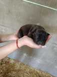 Szczenie American Pit Bull terrier