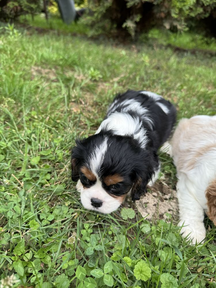 Piękny Piesek Cavalier Tricolor Chip,Książeczka,Rodowód,Wyprawka!!