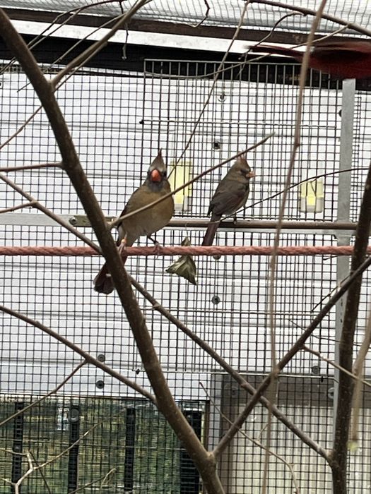 Kardynał czerwony (szkarłatny) samiczki