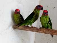 Aves - Casal - Loris - Goldiei