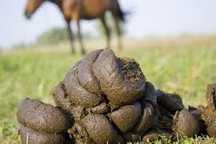 Vendo estrume de cavalo