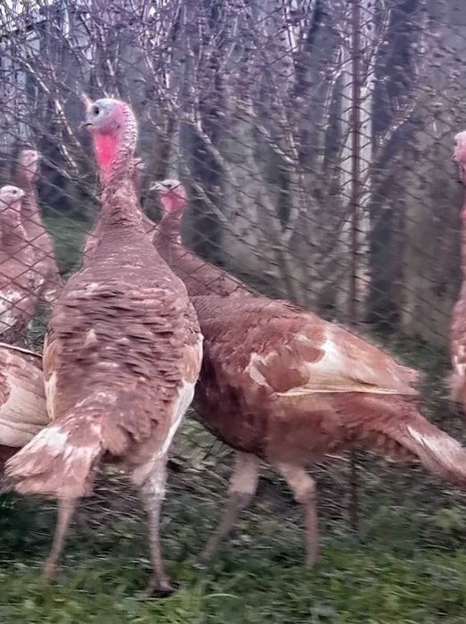 Індики Бурбони..