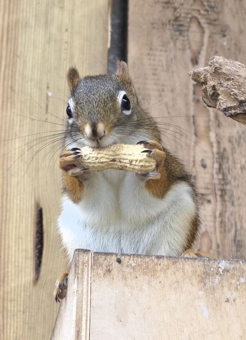 Hudsony wiewiorki hudsona