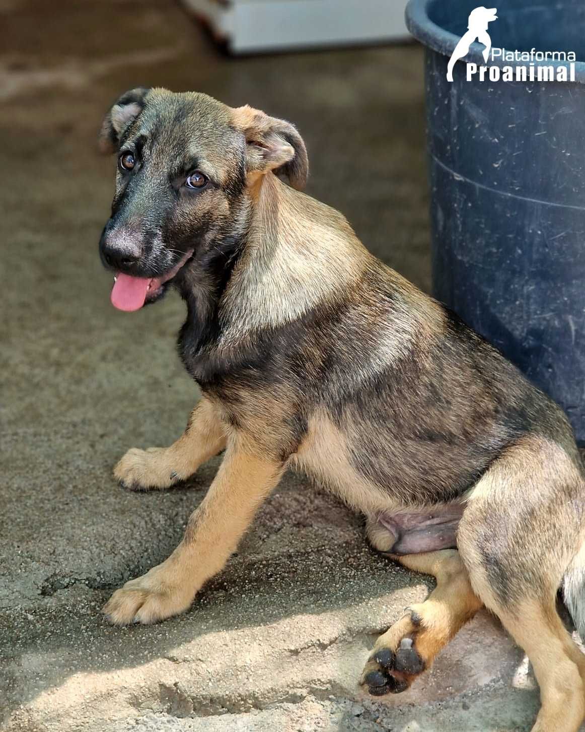 EDDIE - Cãozinho Bebe para Adoção