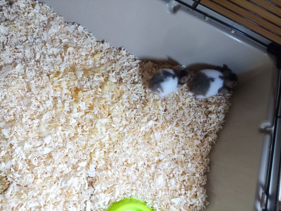 Młode chomiki syryjskie